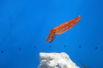 水族館のコウイカ