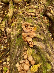 Family oyat mushrooms on stump in autumn forest