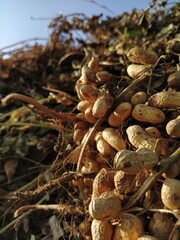 Peanuts on field