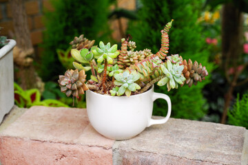 おしゃれな多肉植物の寄植え