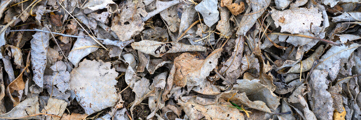 textured background of heap dry withered fallen autumn leaves of trees. banner
