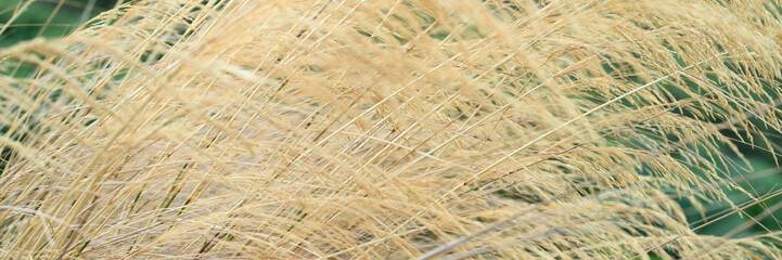 autumn dry fluffy plant grass grows in the mountains. banner