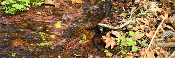 a stream running through the bare roots of trees in a rocky cliff and fallen autumn leaves. banner