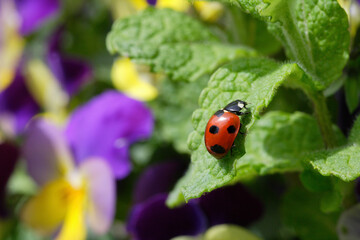 Fototapeta premium ミントとてんとう虫