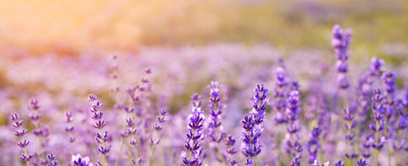 Beautiful image of lavender