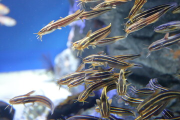 水族館のゴンズイ
