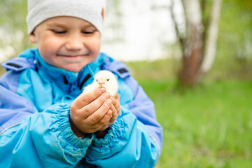 happy kid boy little farmer holds a newborn baby chicken in his hands in the nature outdoor. countryside style