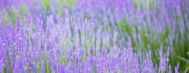 Beautiful image of lavender field.