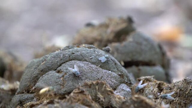 horse flies on horse shit