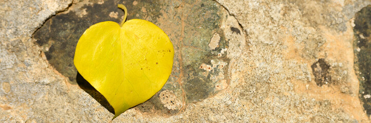 yellow fallen autumn leaf in the shape of a heart on a stone. banner