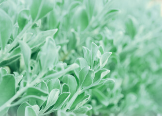 Selective focus of the green leaves amid the blurred leaves.