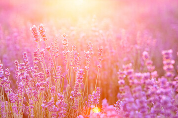 Blooming violet lavender field on sunset sky.