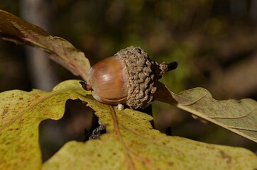 acorns on the tree