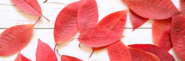 a pile of red autumn fallen leaves on a light wooden boards background. banner