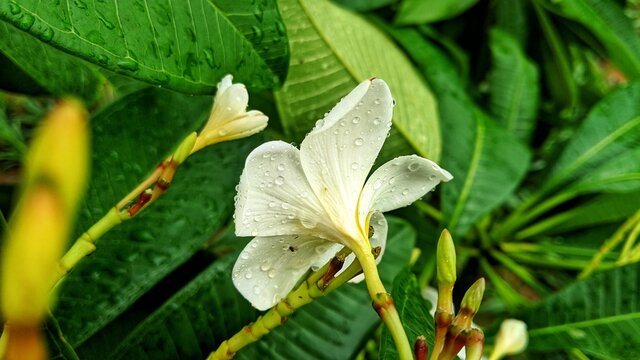 White plumeria flowers, White and yellow plumeria flowers on a tree. national flower of Nicaragua and Laos known as dok champa.