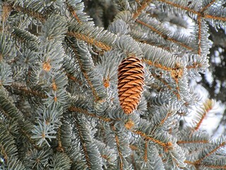 tree branches with cones