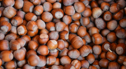 la raccolta delle nocciole in autunno