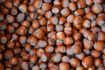 nocciole raccolte nel bosco