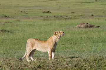 lioness and cub