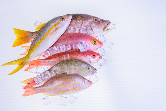 Raw Sea food. Variation of fresh Caribbean Snapper fishes with ice cube on white background.