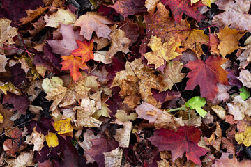Fallen orange and red leaves lie on the autumn ground creating a cozy background.
