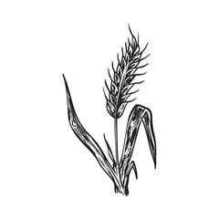 Wheat stalk