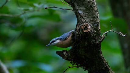 Kleiber, bird, natur, wild lebende tiere, tier, baum, ast, blau, schnabel, wild