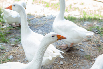 A flock of geese walking