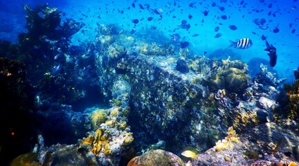 Fototapeta na wymiar diving curacao