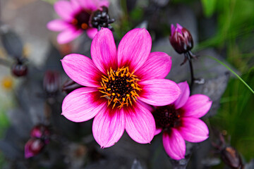 beautiful pink flower with yellow and black in the middle