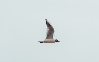 river gull