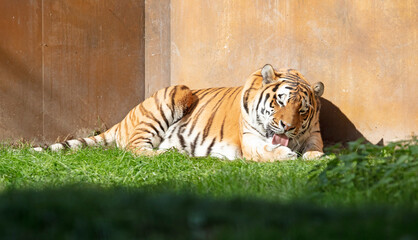 Tiger (Panthera Tigris Altaica) cleaning himself in a garden