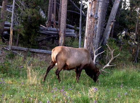 Big elk with large antlers browsing in Yellowstone national park