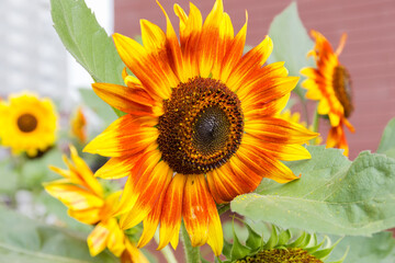 Flower of decorative sunflower among the other sunflowers close-up