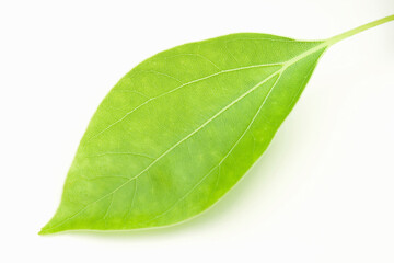 Obraz premium 葉っぱ