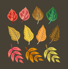 Obraz premium Autumn leaves isolated on black