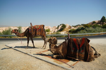 Fototapeta premium Two beautiful camels enjoying a sunny day in Turkey , Cappadocia region
