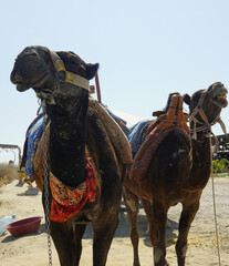 Naklejka premium Two beautiful camels enjoying a sunny day in Turkey , Cappadocia region