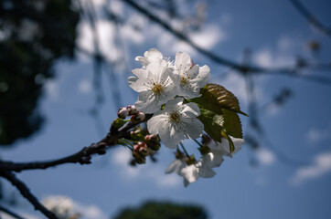Closeup of cherry blossom
