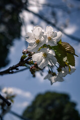 Closeup of cherry blossom