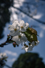 Closeup of cherry blossom