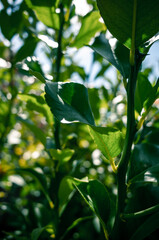 Green tree leaves