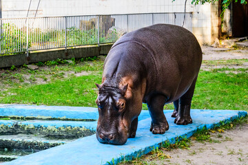 Hippopotamus (Hippopotamus amphibius). Young female of the hippo
