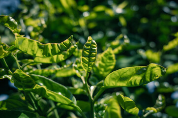 Green tree leaves