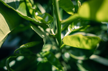 Green tree leaves