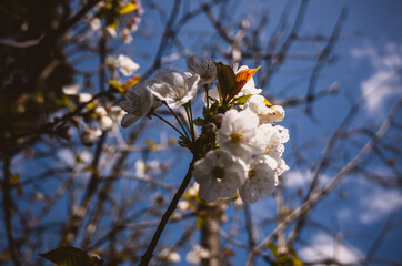 Outdoors photo of cherry blossom