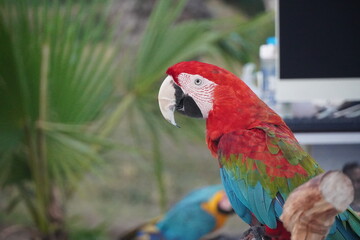 Curious parrot 