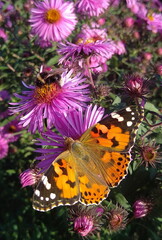 monarch butterfly on purple flower