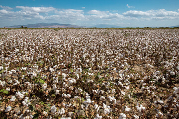 Blue, cloudy sky and cotton field ready for harvest