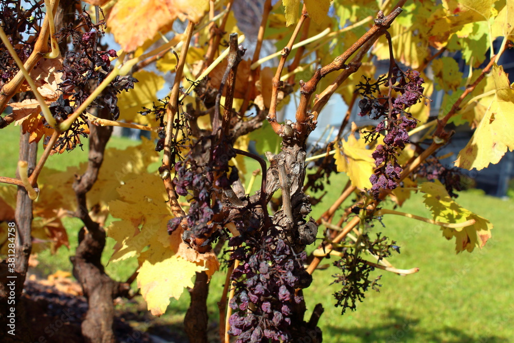 Poster grapes on the vine